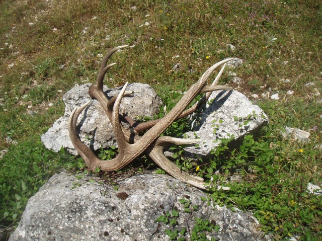 palchi raccolti